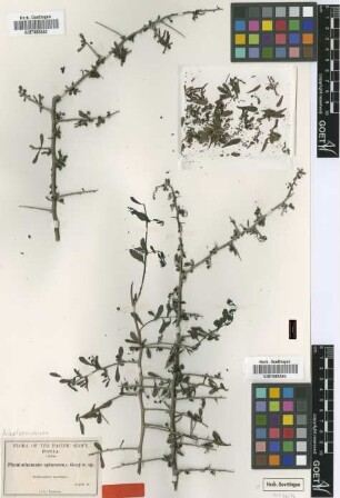 Phaulothamnus spinescens A.Gray [type]