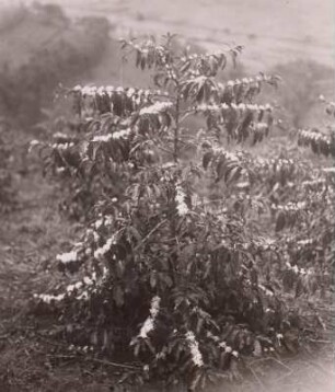 Kaffeebaum in Blüte : Tanganyika Territory (heute: Tansania). Kaffeebaum in voller Blüte, 1936