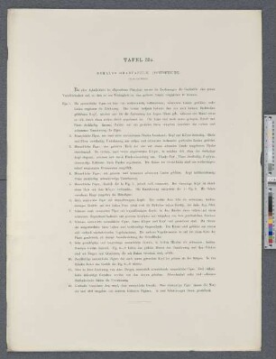 Tafel 33a. Bemalte Grabtafeln. (Fortsetzung.)