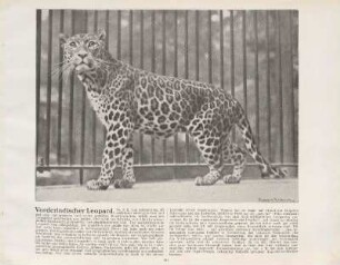 Vorderindischer Leopard