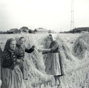 Frauen bei der Feldarbeit : Kleidung - Schleifer Tracht. Ort: Slepo / Schleife. Frauen in Arbeitstracht der Schleifer Region bei der Feldarbeit.