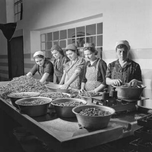 Frauen beim Aufteilen und Abwiegen von Bohnen