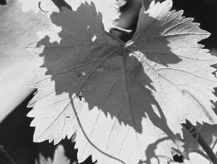 0649_Korfu_SW
