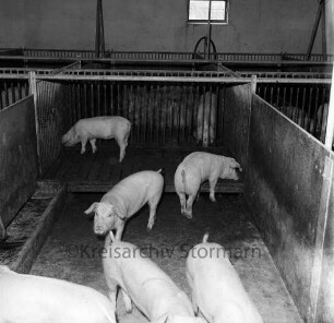 Kreisbauernverband Stormarn: Zarpen: Einladung des Juniorenkreises der Industrie- und Handelskammer Lübeck auf landwirtschaftlichen Musterbetrieb "Zarpener Hof" von Hans-Joachim Scheibler: Blick in den Schweinestall