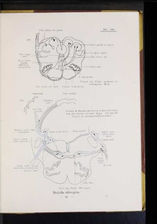 206 Schema der Bahnen des Nervus cochleae (schwarz) und des Nervus vestibuli (blau). Die laterale Schleife ist unterbrochen gezeichnet.