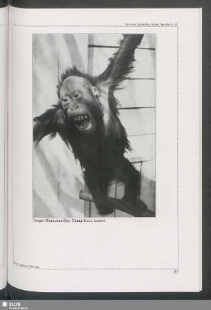 Junger Sumatranischer Orang-Utan, lachend