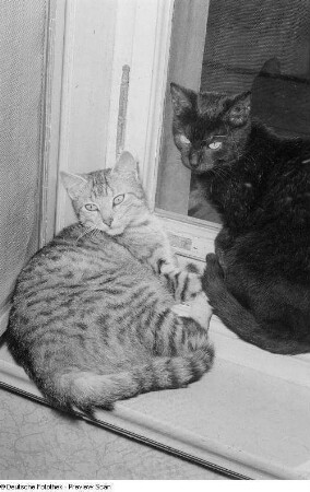 Zwei Katzen am Fenster