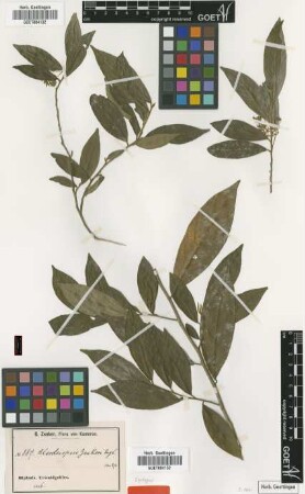 Alsodeiopsis zenkeri Engl. [syntype]