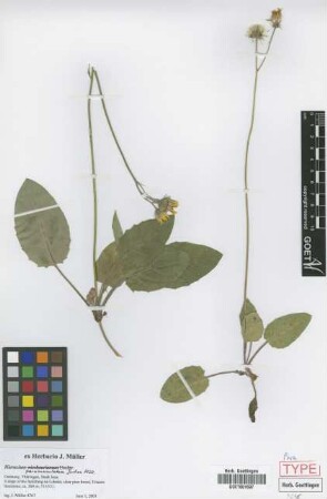 Hieracium parvimaculatum Joch.Mull. [paratype]