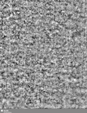 Lilienschild + IESV / LW = S.5/6