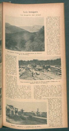 Los bosques : La muerte del árbol