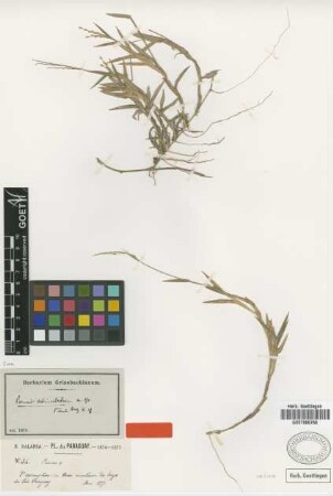 Panicum echinulatum Mez [type]