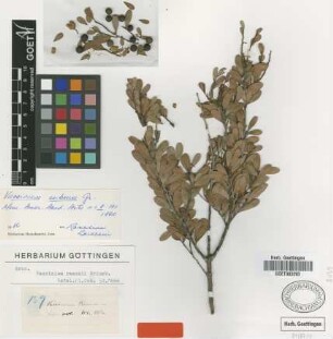 Vaccinium ramonii Griseb. [type]