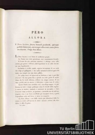 Pero Allora