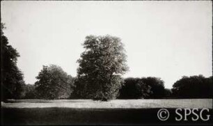 Branitz, Park.