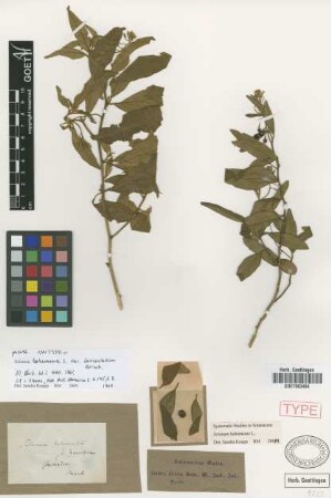 Solanum bahamense L. var. Griseb. lanceolatum[type]