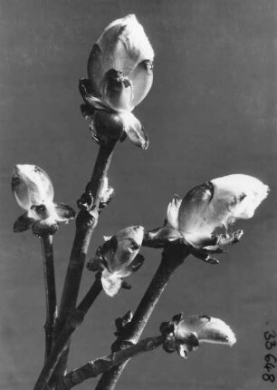Gewöhnliche Rosskastanie (Aesculus hippocastanum), auch Gemeine Rosskastanie oder Weiße Rosskastanie. Aufbrechende Knospen