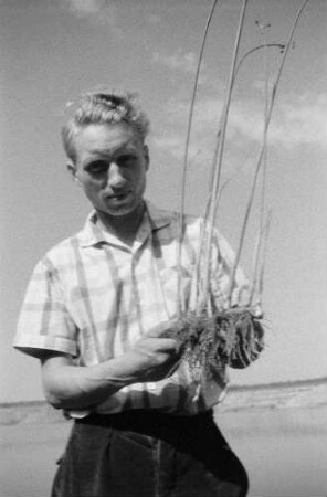 Ufergras. Vielleicht Strandhafer. Landwirt mit Rhizom