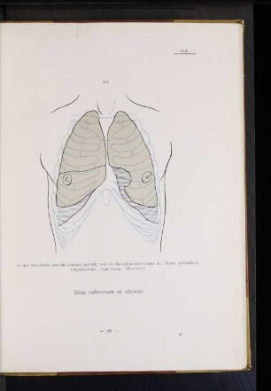Situs pulmonum et pleurae.