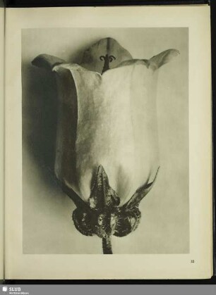 Campanula medium. Glockenblume. Blüte in 6facher Vergrößerung