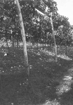 Am Weinberg : Blick auf Weinstöcke