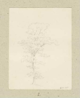 Baum