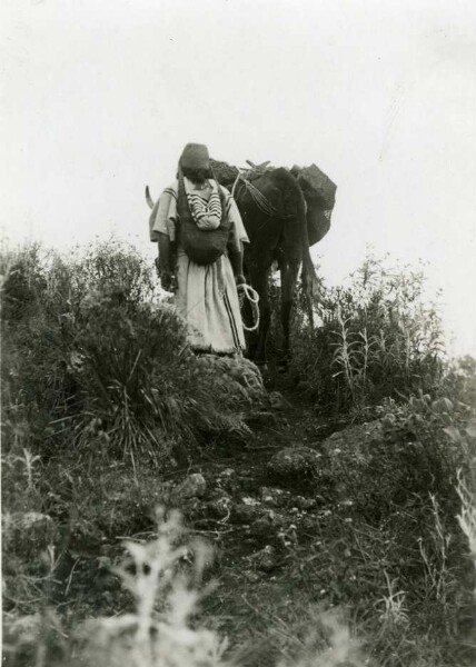 Indio avec des bœufs de bât dans la savane fleurie de Sininchicua