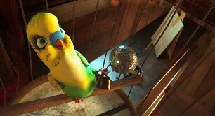 Überflieger - Kleine Vögel, großes Geklapper