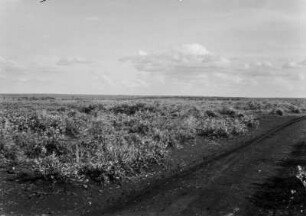 Ebene : Ebenes Land bei Campo Grande.