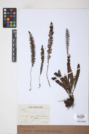 Blechnum penna-marina (Poir.) Kuhn