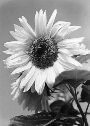 Sonnenblumen. Einzelne Blüte