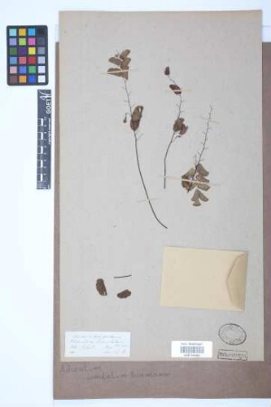 Adiantum lunulatum Burm.