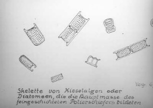 Diatomeenskelette aus dem Seifhennersdorfer Polierschiefer
