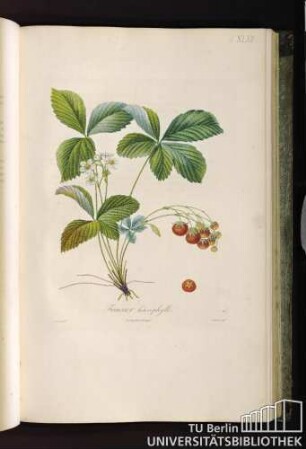 Pl. XLVII. Fraisier hétérophylle.