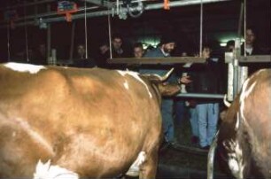 Fotografie: Tierverhalten, Milchviehhaltung, Anbindehaltung, Kuhtrainer
