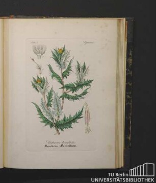 Cynareae. Centaurea benedicta. Benedicten-Flockenblume.