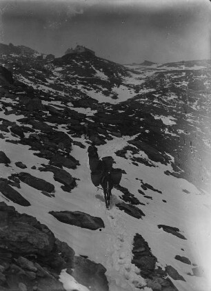 Maultier : Ein Maultier auf dem Abstieg aus den Villgratner Bergen.