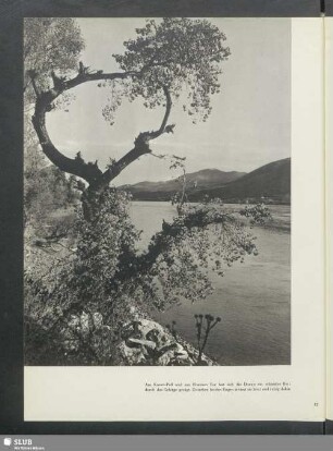 Die Donau in einem schmalen Bett zwischen der Berge
