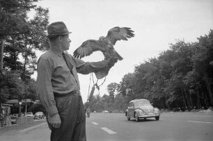 Zuchtschau des Vereins Greifervogel Karlsruhe.