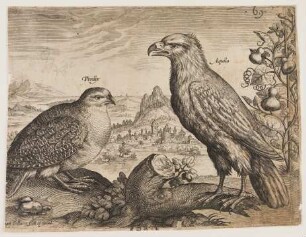 Rebhuhn und Adler