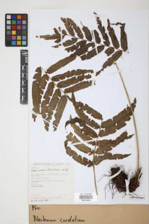 Blechnum cordatum (Desv.) Hieron.