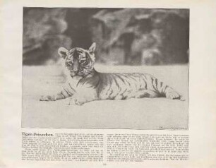 Tiger-Prinzchen