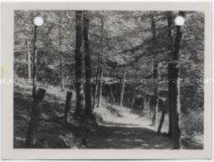 Labes, Wald