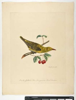 Oriolus Galbula. Lin. Der gemeine Pirol. Foemina. - Pirol. Oriolus oriolus; fem. - Zeichner und Stecher: Ambrosius Gabler