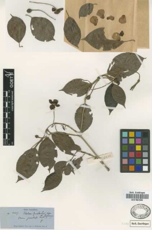 Blakea grisebachii Cogn. [type]