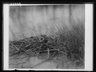 Trauerseeschwalbe : Trauerseeschwalbe (Childonias niger Linnaeus), Jungvögel im Nest.