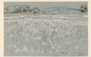 Wiese mit Margeriten