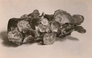 Gemeine Auster (Ostrea edulis), Kolonie an einer Schale. Verwalter: Museum für Tierkunde Dresden