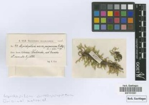 Lepidopilum aureopurpureum Müll.Hal.