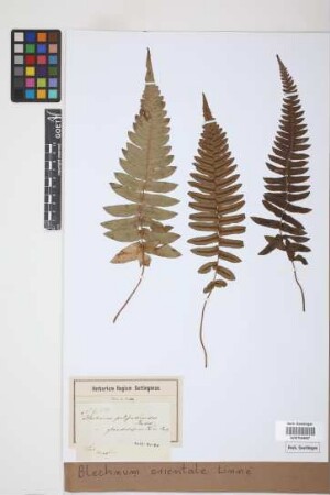 Blechnum orientale L.